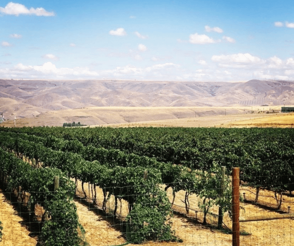 Idaho Wine Landscapes 